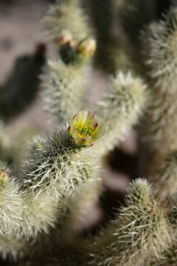Joshua Tree Park 'ta Cholla kaktüsü çiçek açtı.