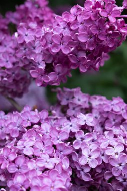 İlkbaharda açan mor leylak.