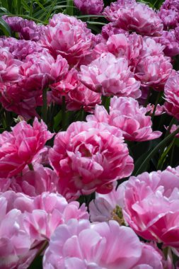 Pink and white tulip flowers in spring bloom clipart