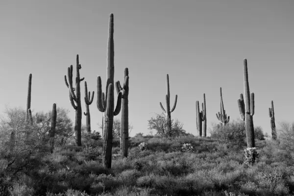 stock image Saguaro Cactus in the Sonoran Desert