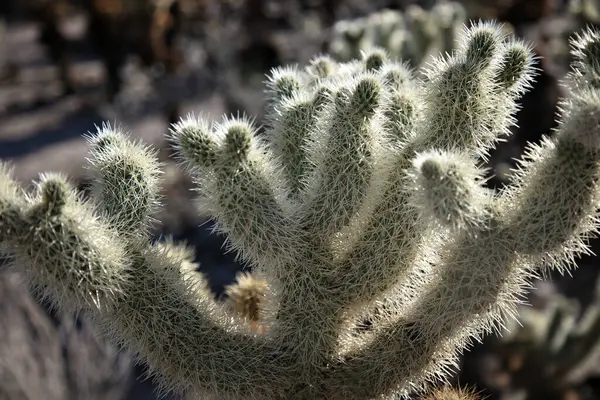 Cholla kaktüsü gün batımında kapanıyor.