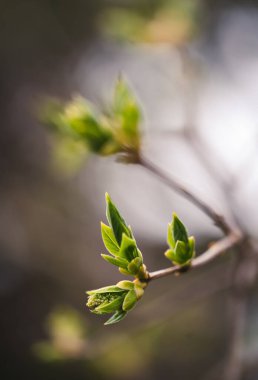 Bir bahar günü bir dalda büyüyen parlak yeşil yapraklara yakın..
