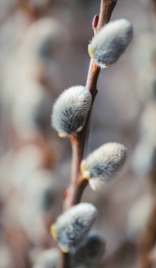 Close up of fuzzy pussy willow buds on branch in the spring.