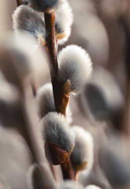 Close up of fuzzy pussy willow buds on branch in the spring.