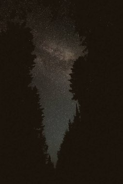 Bazı ağaçlarla gece gökyüzü