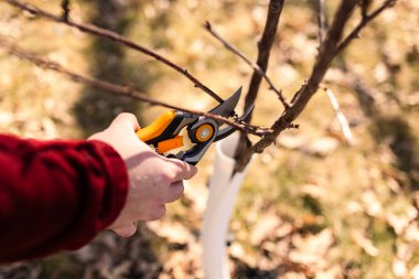 Adam bahçede ağaç buduyor.