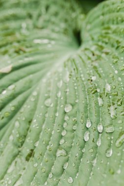 Yağmurlu bir günde yeşil bitkiden su damlaları düşer.