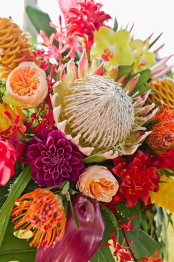 Protea, orkideler ve daha fazlası ile tropikal renkli çiçek görüntüsü