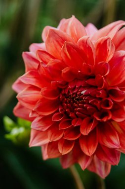 Çiçek açan Şeftali Tipi Dahlia 'nın taç yapraklarıyla yakın plan çekimi