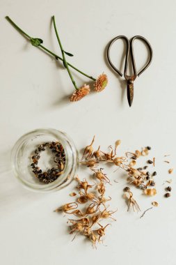 Beyaz arkaplanda ilkbahar için çiçek tohumlarının plan görünümü