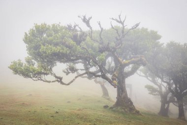 Mistik Sisli Orman: Fanal Ormanından Büyüleyici Görüntüler