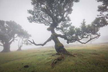 Mistik Sisli Orman: Fanal Ormanından Büyüleyici Görüntüler