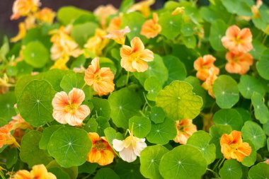 Blooming orange and yellow nasturtiums with green leaves. clipart