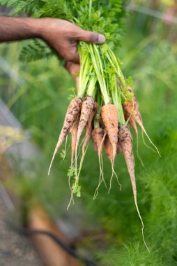 Bahçede yeşil tepeli taze havuç toplayan bir adam..