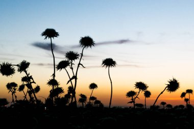 Renkli bir günbatımı gökyüzüne karşı siluetli devedikeni çiçekleri!