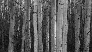 Büyük bir duvar için huş ağaçları