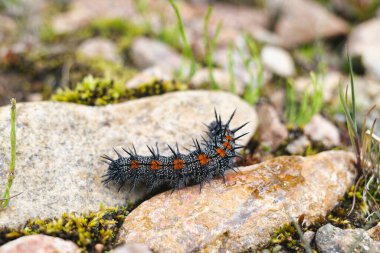 Spiky caterpillar crawling on rocks in natural habitat clipart