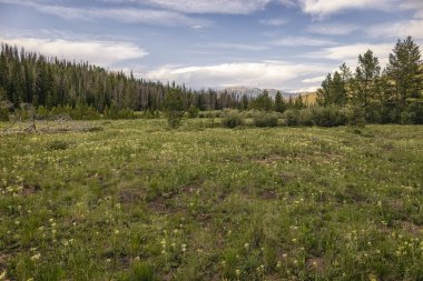 Arka planda orman dağları ve kır çiçekleri olan manzaralı çayır.
