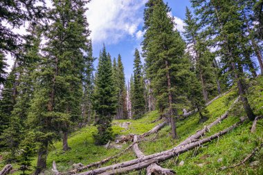 Yüksek ağaçlı yemyeşil ormanın manzarası
