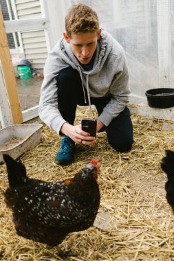 Teen boy snaps picture of hens in chicken coop in backyard clipart