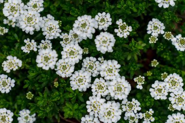 Baharda büyüyen bir bitkide açan beyaz çiçekler.