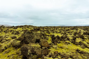İzlanda yeşil yosunları vadisi taşların üzerinde.