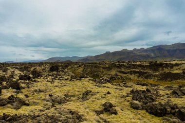 İzlanda 'da yosun kaplı lav tarlaları.