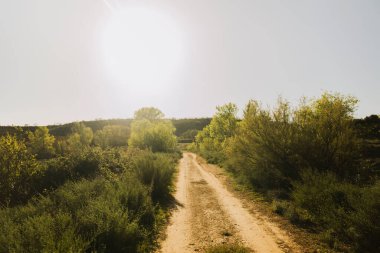Güneşli bir günde ağaçlarla bitkiler arasında toprak yol kesişiyor.