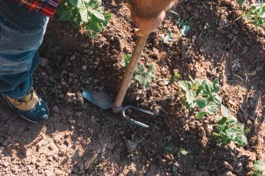 Çiftçiler ellerinde aletlerle bahçede toprak işliyorlar..