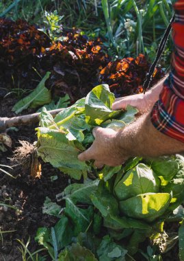 Organik sebzeler. Çiftçi eli taze salata topluyor. .