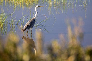 A heron stands motionless in an auric lake clipart