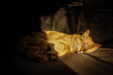 Genç turuncu tekir kedi kanepede gün ışığında uyuyor.