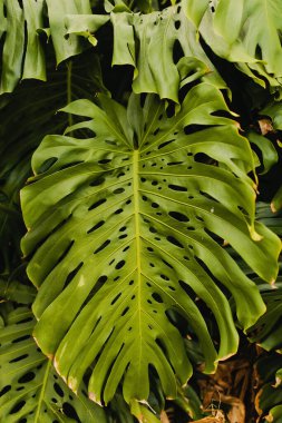 Hawaii 'deki canavar yaprağı fabrikasını kapatın.