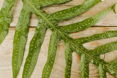 Hawaii 'deki tropik eğrelti otları masada dinlenir.