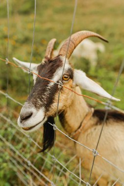 Goat peaking through fence in field in country side of Hawaii clipart