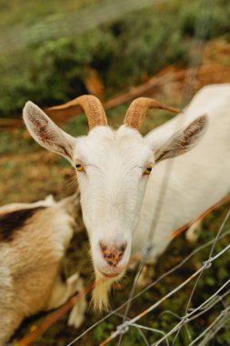 Keçiler Hawaii 'nin kırsal kesimlerinde çitlerin arasından zirveye çıkıyorlar.
