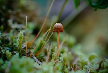 Miniature Mushroom Grows in Moss clipart