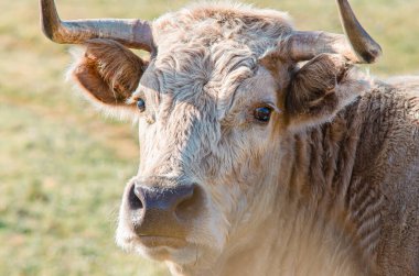 Bir ineğin yakın plan portresi