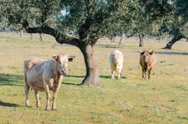Extremadura 'da bir meşe ağacının yanında inekler