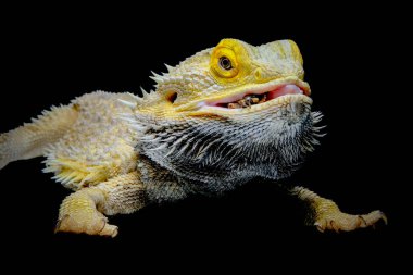 Sakallı ejderhaya yakın çekim