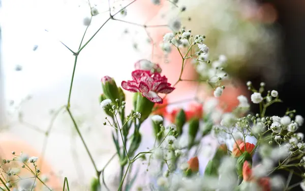 stock image Beautiful closeup to carnation flower