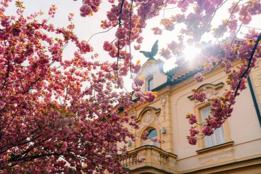 Pembe sakura ağaçları ve Zizkov 'da güneş ışığı olan eski bir malikane.