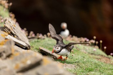 Uçuruma martı indi Noss Shetland Adaları