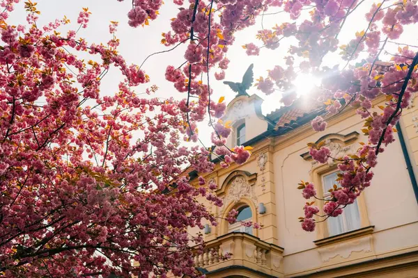 Pembe sakura ağaçları ve Zizkov 'da güneş ışığı olan eski bir malikane.