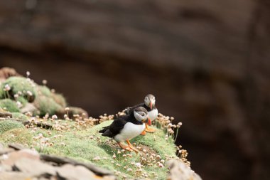 Uçurumda iki martı Noss Shetland Adaları