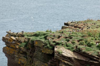 Nesting puffins on cliffs by the ocean Noss Shetland Islands clipart