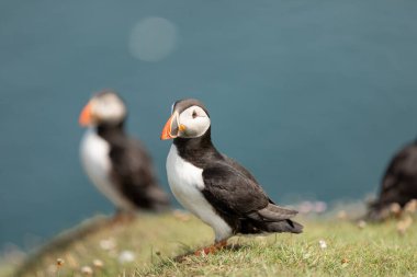 Okyanus kıyısındaki martı Noss Shetland Adaları