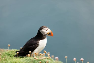 Çiçekler arasında yürüyen PuFifn Noss Shetland Adaları