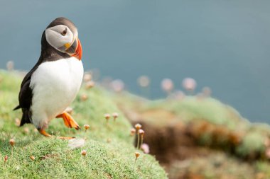 Puffin standing on one leg Noss Shetland Islands clipart