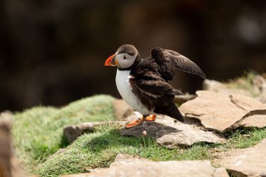 Puffin standing on rocks flapping wings at Noss Shetland Islands clipart